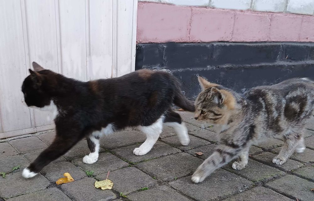 Кошенята шукають дім