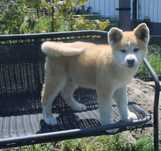 Akita Japońska (Inu) samiec nr 1