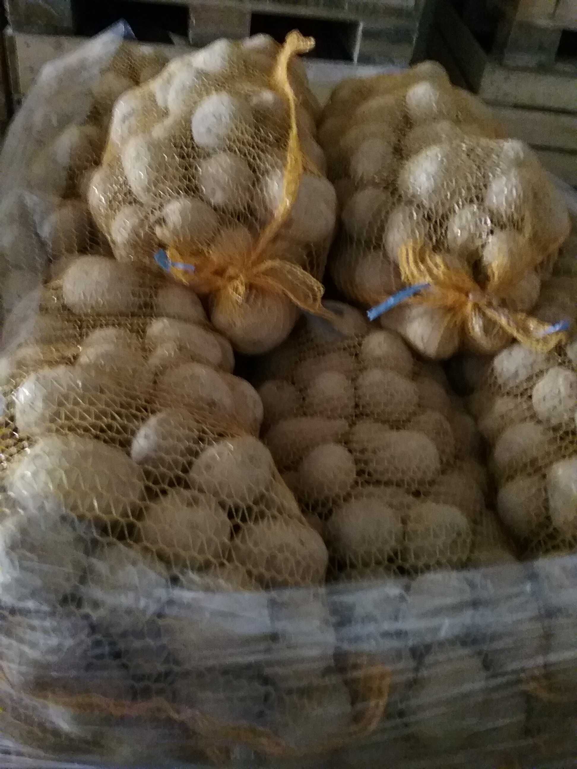 Ziemniaki jadalne  odmiana MAZUR kal.55+