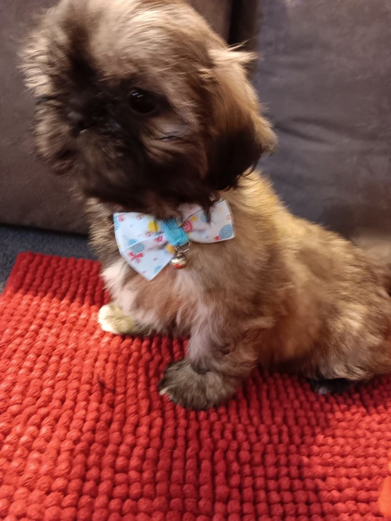 Shih Tzu Sunia- Słodziak