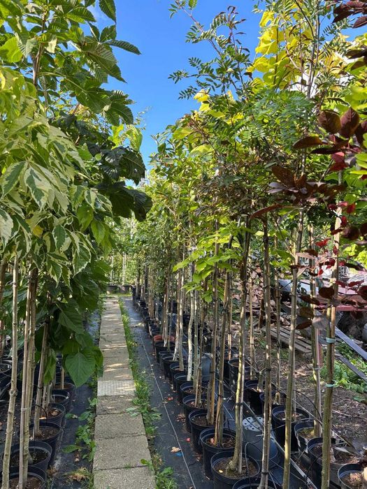 Rośliny ozdobne - drzewa i krzewy PRODUCENT