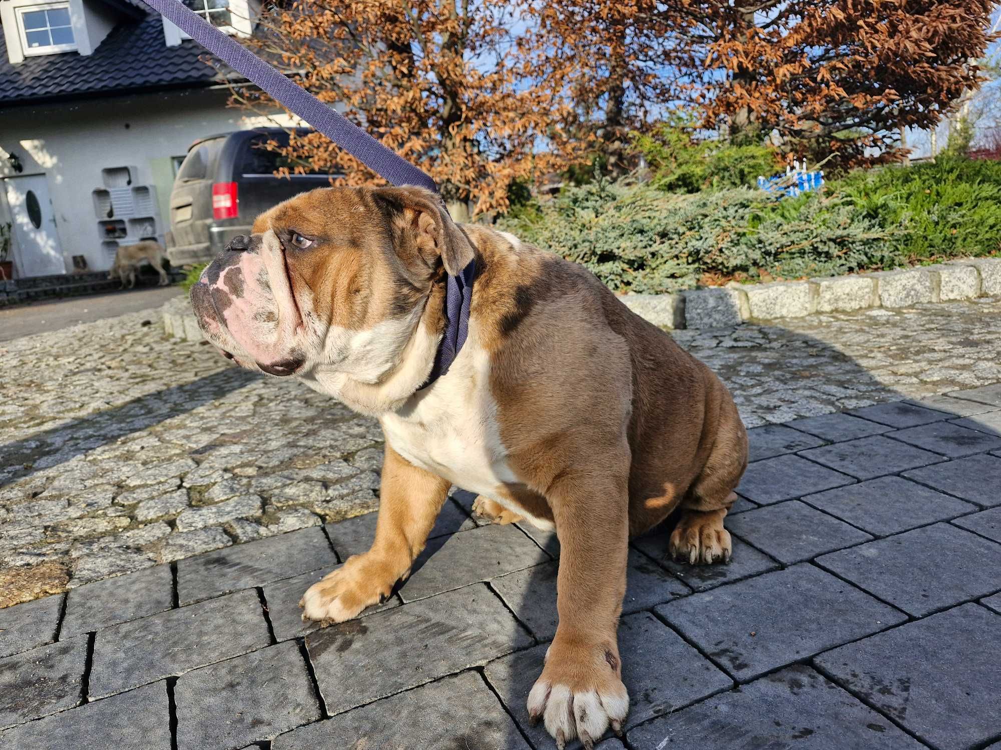Buldog Angielski Pies