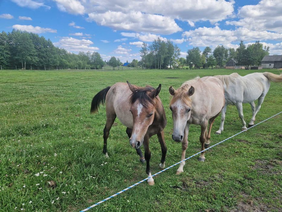 Roczna klacz, czysta krew arabska