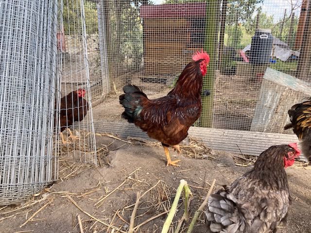 Galo Rhode Island red puro 10 meses