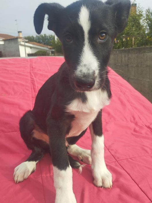 Pastor para adoção muito responsável