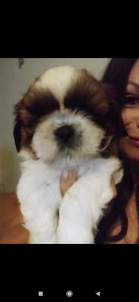 Shih tzu piesek po FCI