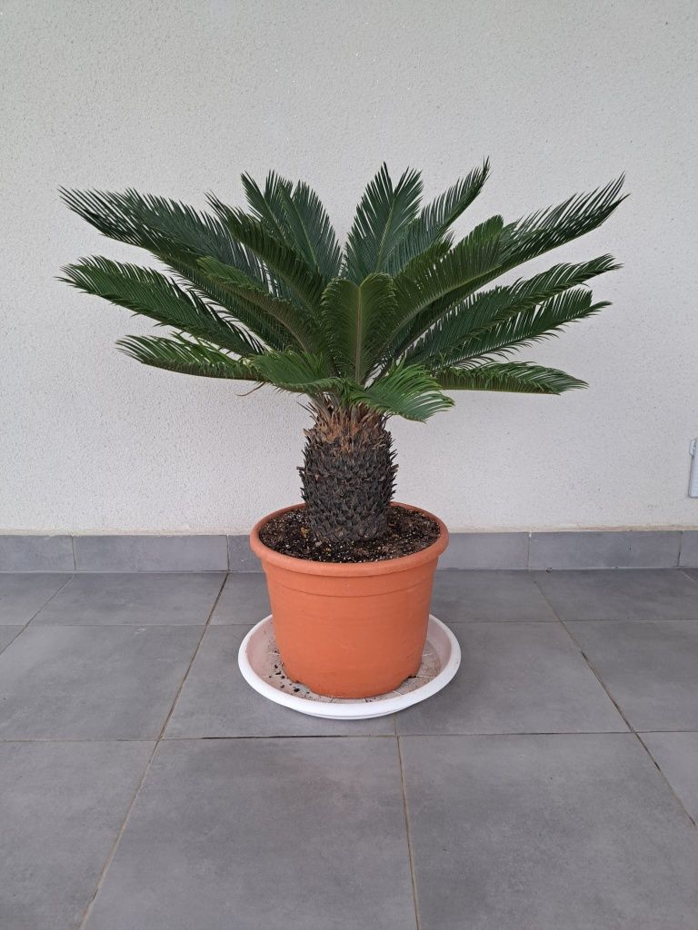 Trachycarpus Wagnerianus szorskowiec fortuniego palma 100cm