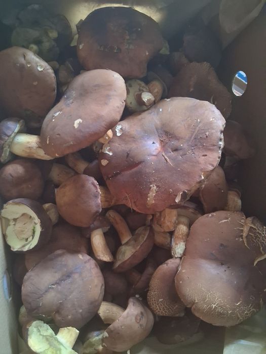 Podgrzybki świeże do suszenia