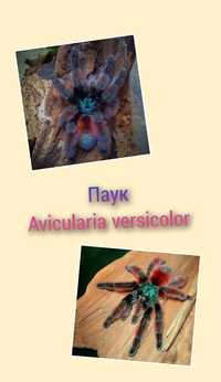 Паук Avicularia versicolor L 3 для новичка