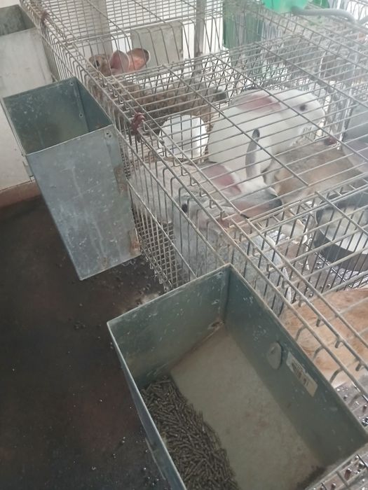 3 Coelheiras com 4 divisórias cada para coelhos