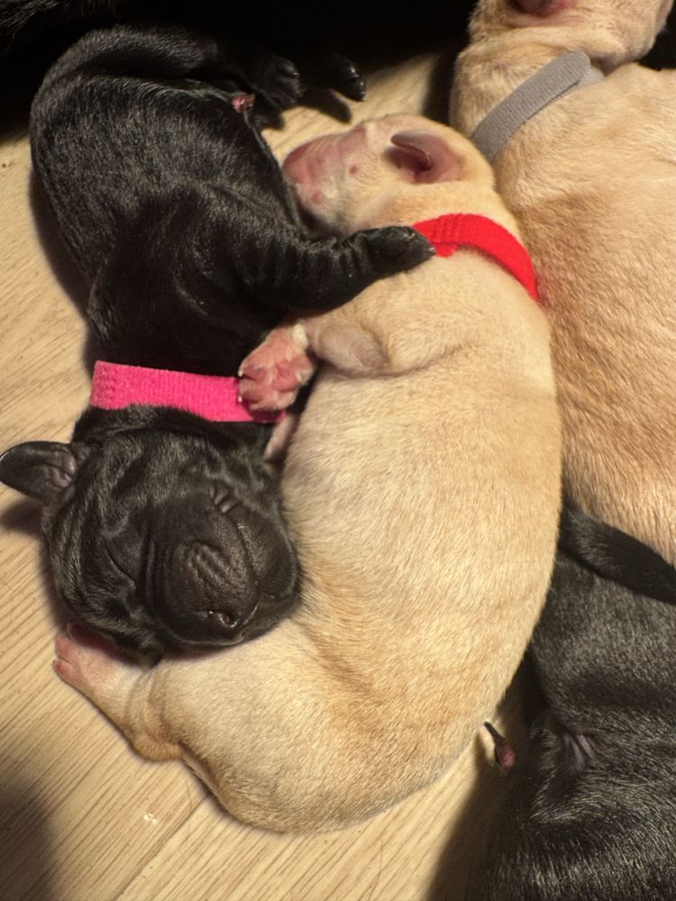 Labrador Retrivet miot A - Amina