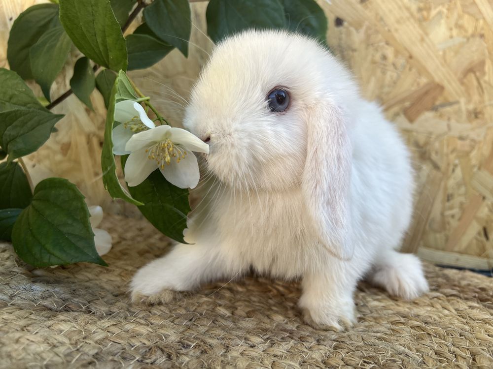 króliki baranki mini lop króliki miniaturowe króliczki