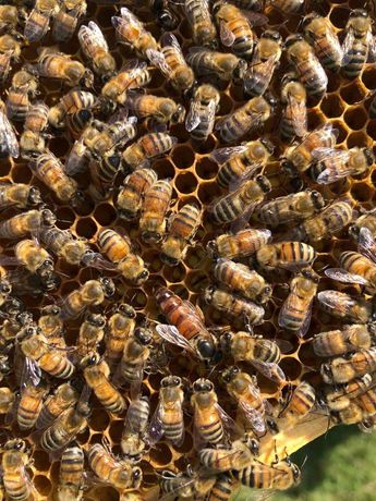 Пчеломатки Бакфаст, плодные и неплодные пчела пчёлы мёд улики