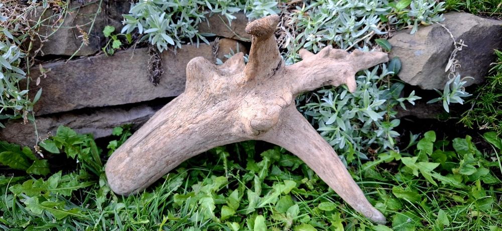 Piękny korzeń do akwarium terrarium