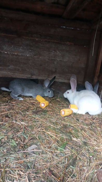 Продам кролі. Спаровані самки.