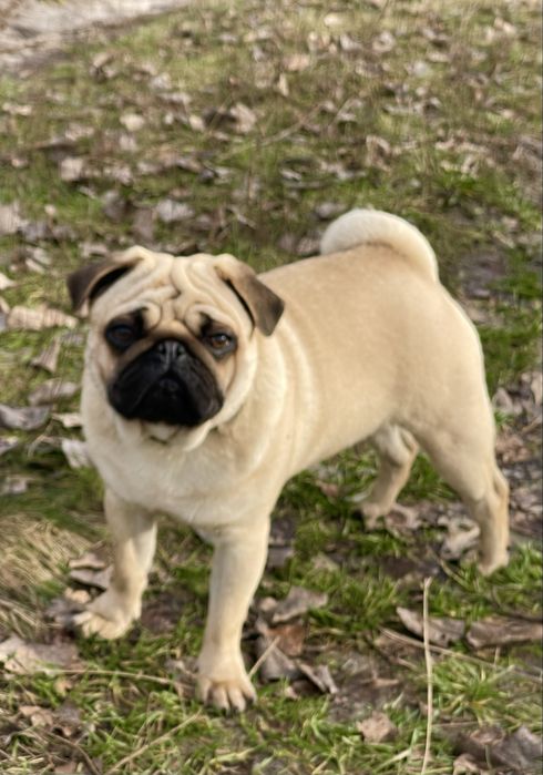 Мопс цуценята супер якість, п-к Голден Пак