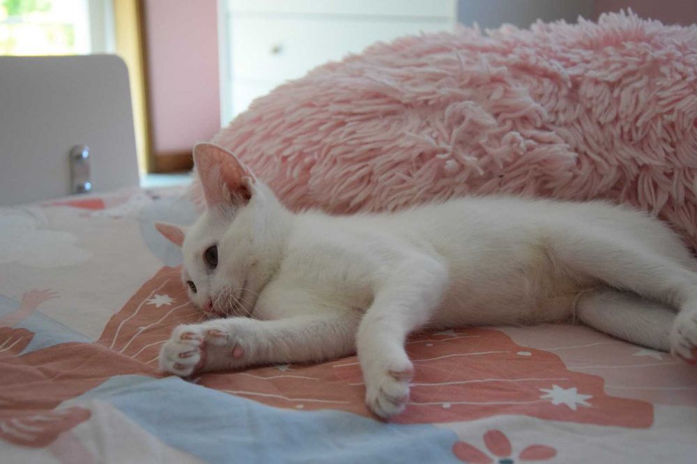 Gatinhos bebés para adopção responsável