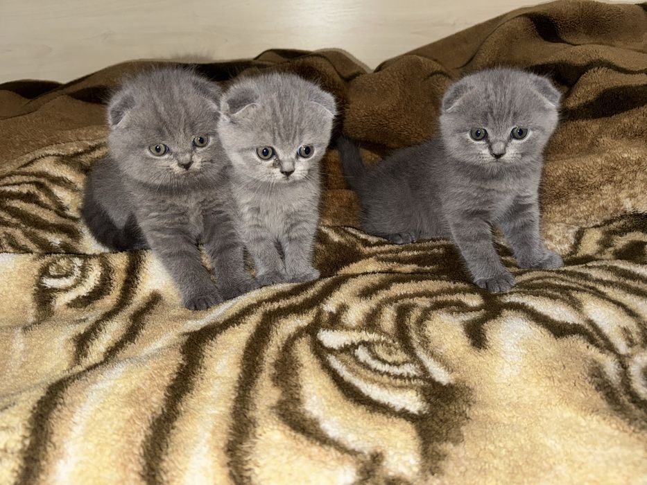 Шотландські висловухі котики