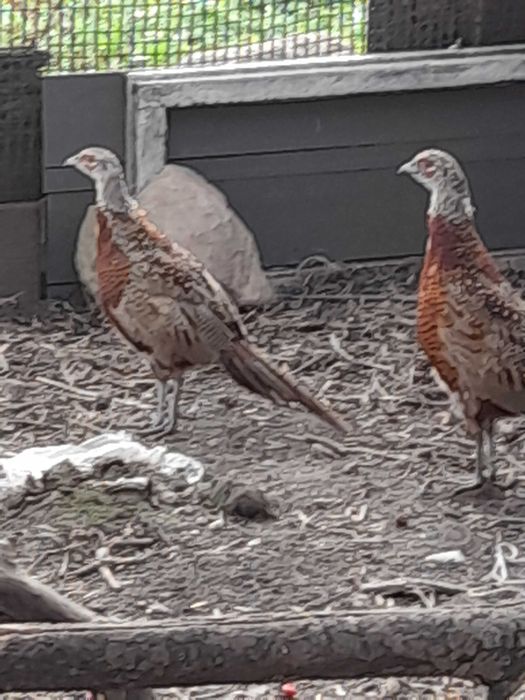 Bażanty łowne młode