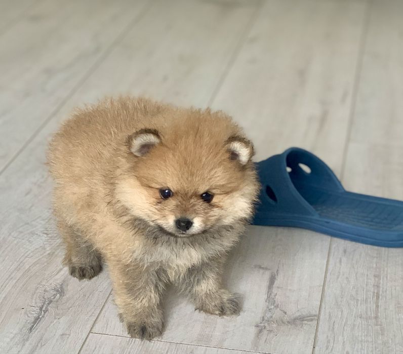 Szpic miniaturowy pomeranian