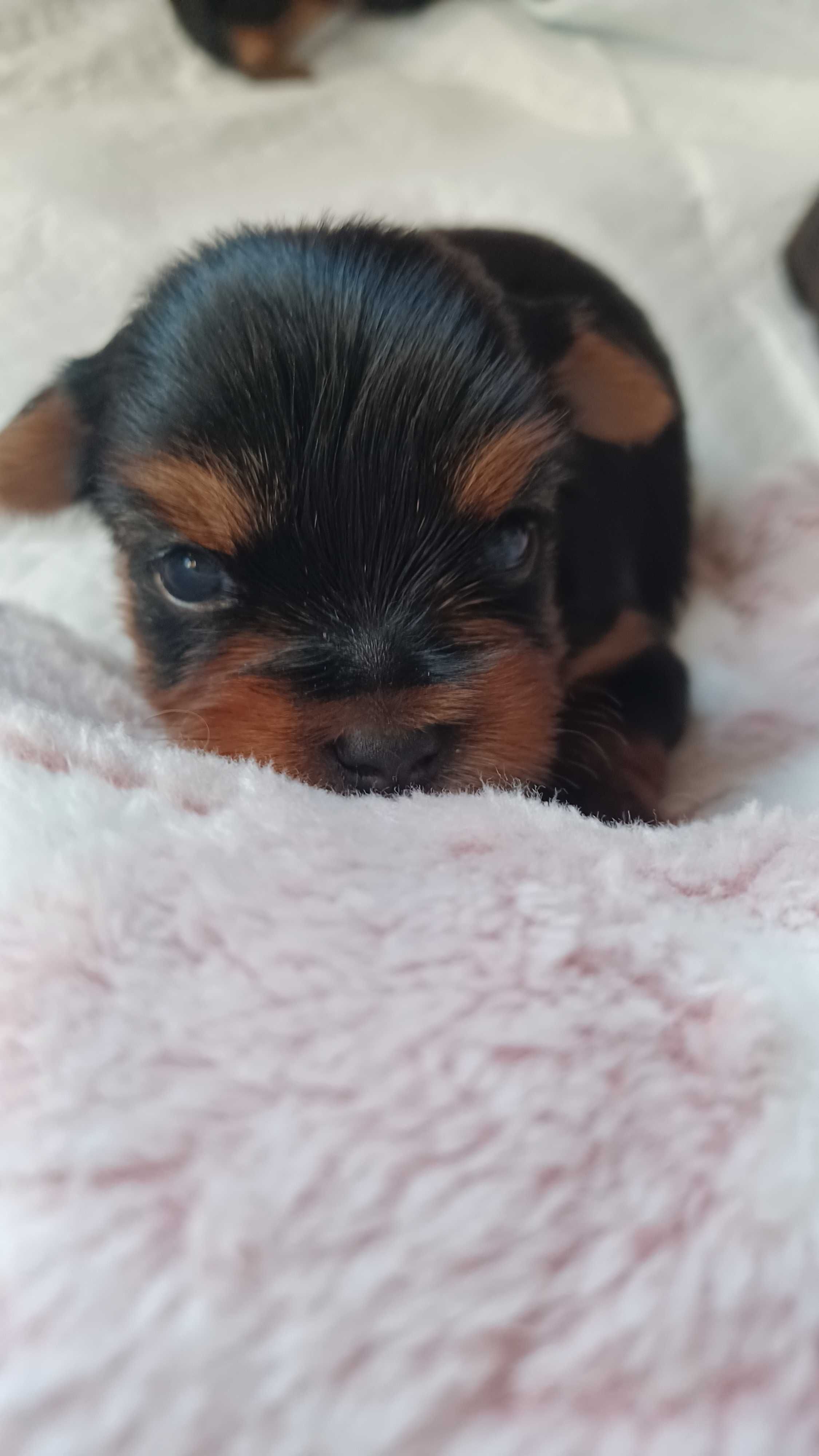 Yorkshire  Terrier  York  Yorki