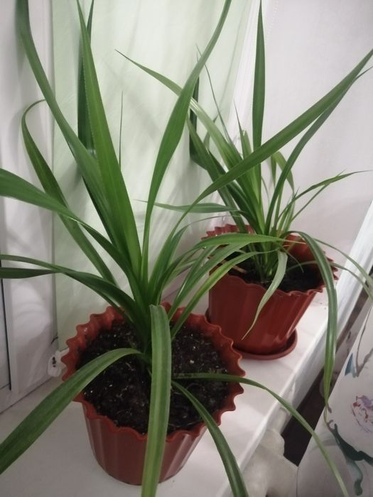 Панданус кімнатний