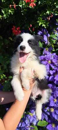 Border Collie piesek