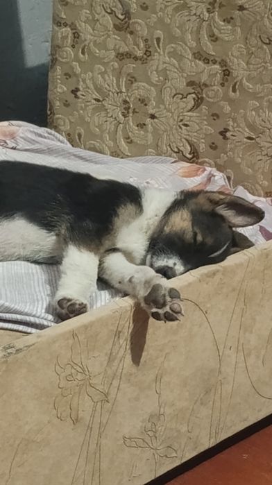 Собака без породи