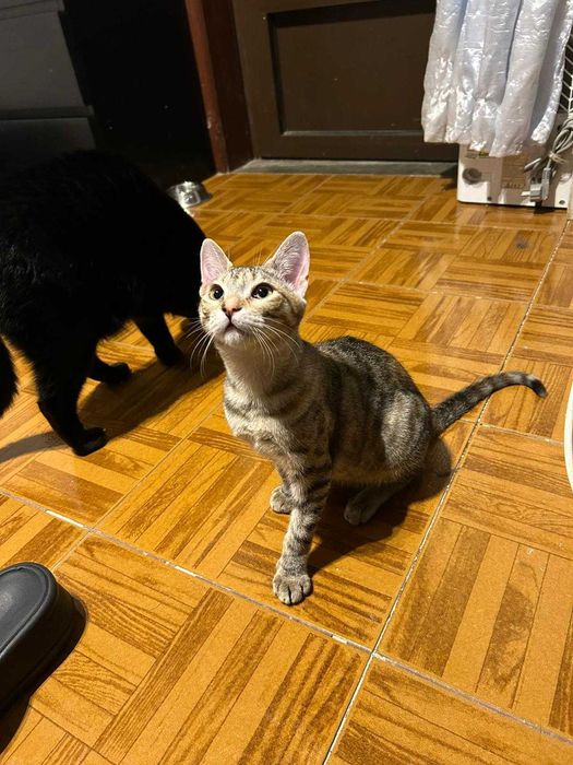 Bebés com cerca de 5 meses para adoção responsável