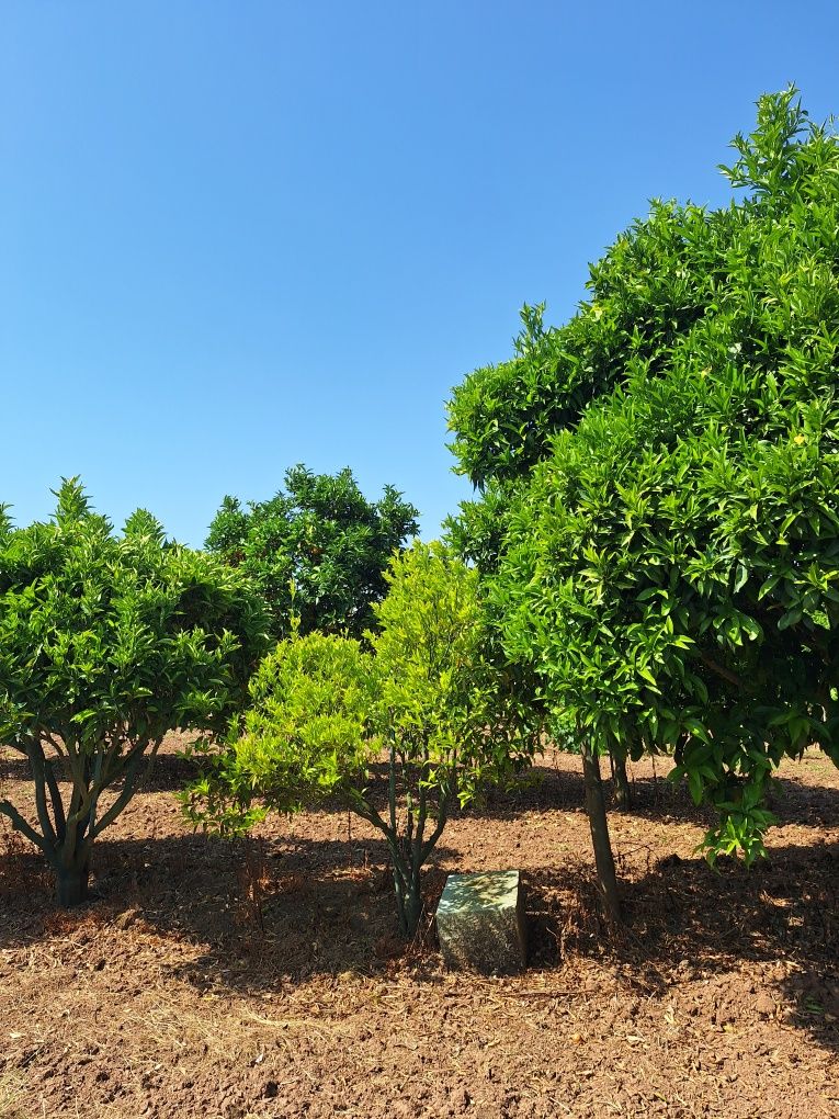 Terreno  com 17000 quadrados bem localizado