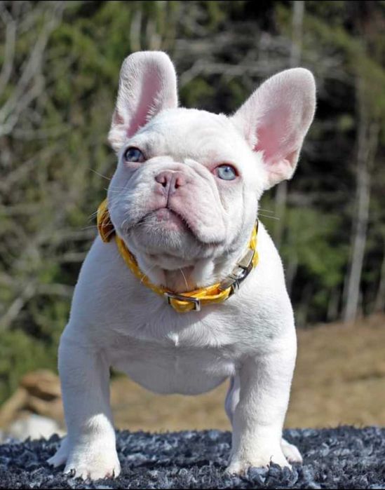 Buldog Francuski LILAC Liliowy Lilac PLATINUM