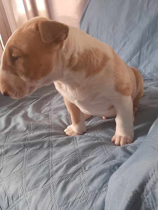 Bulterier standard -pies