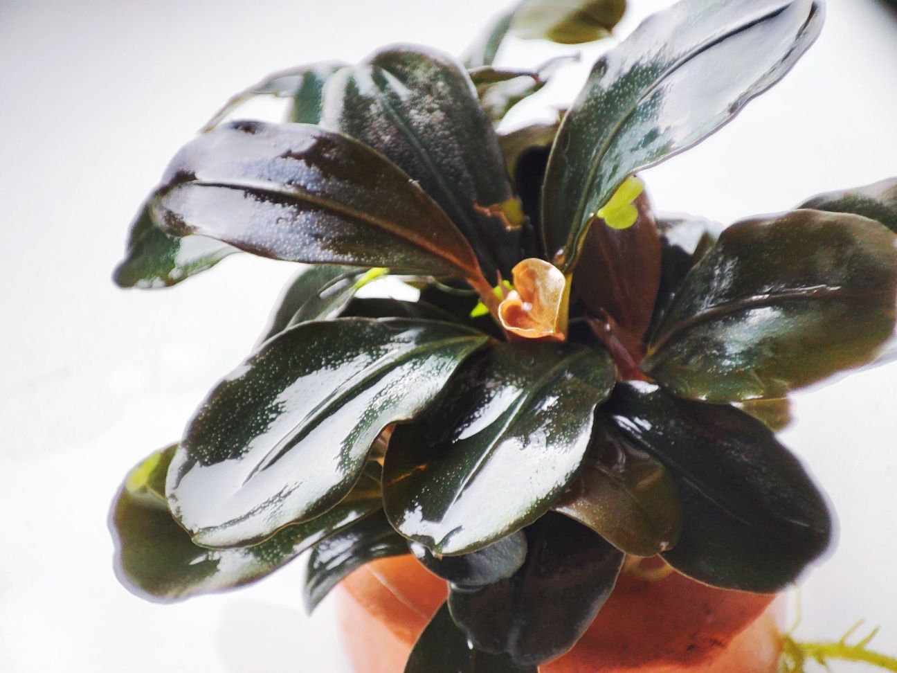 Bucephalandra Thaja Red