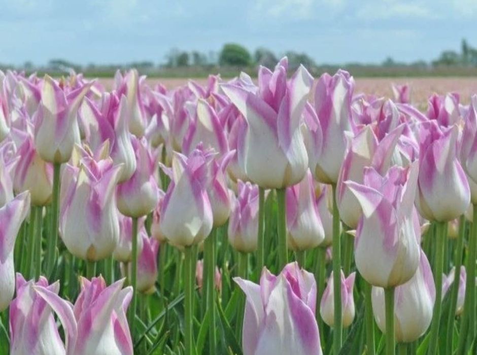 Wyprzedaż tulipanów