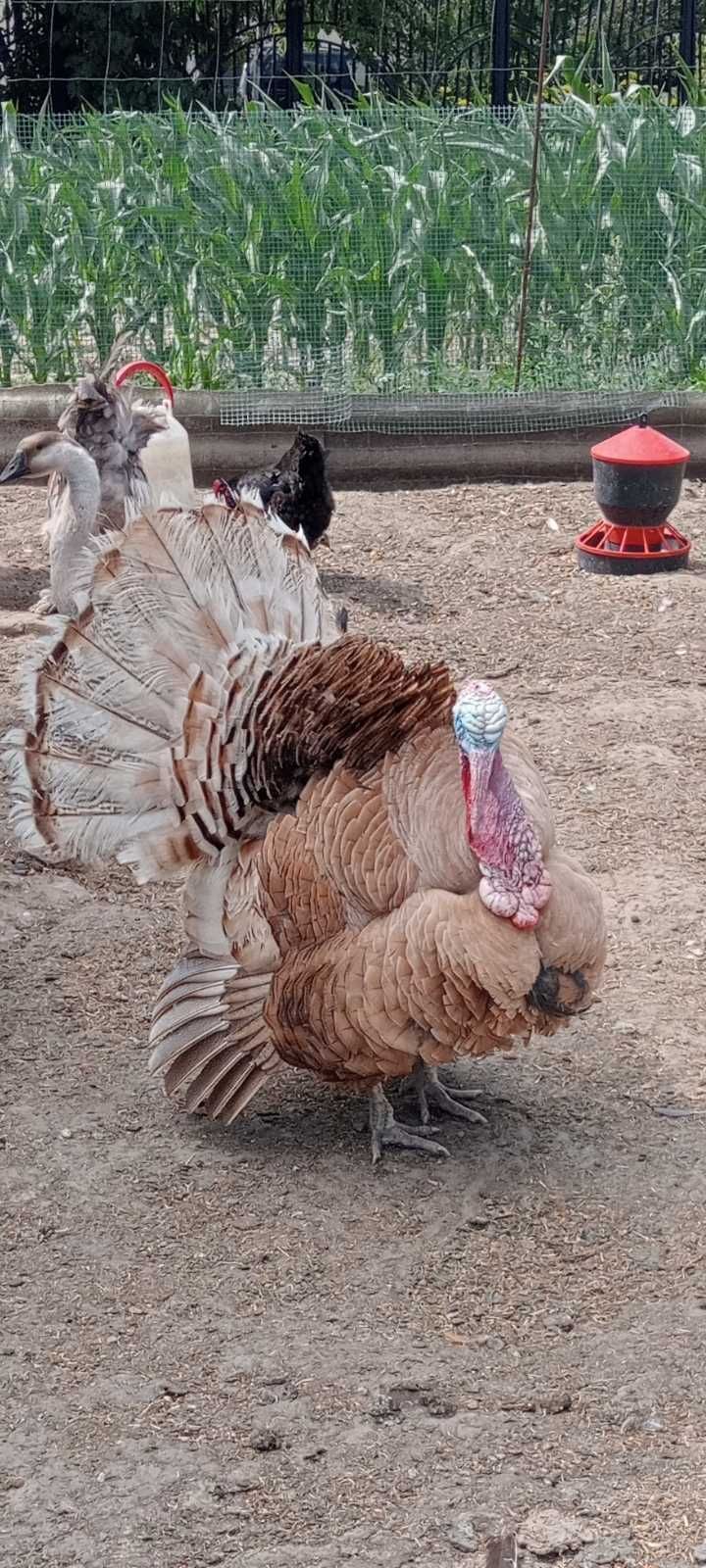 Sprzedam Indora..