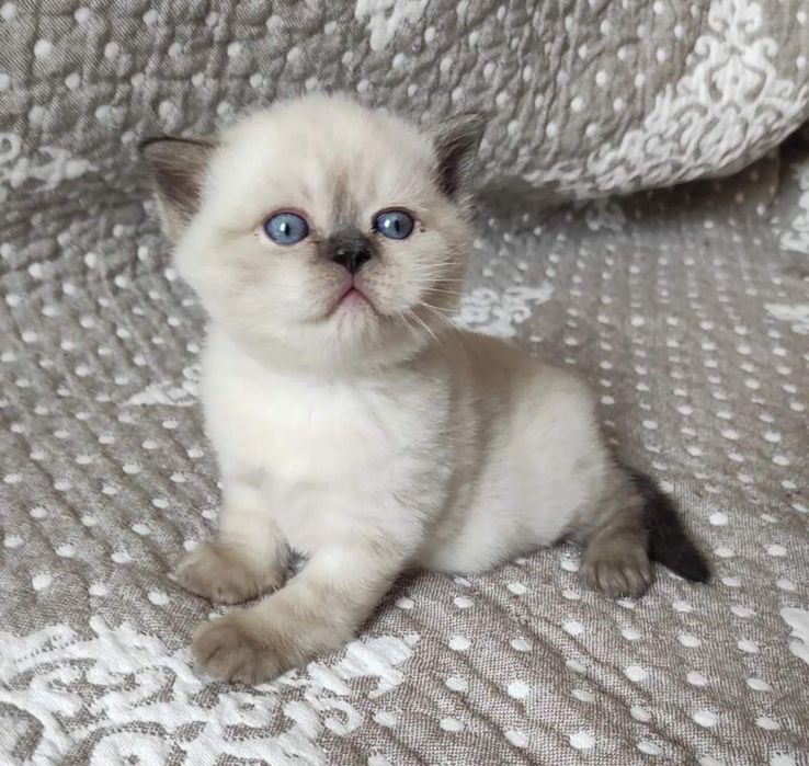 Продам шотландских котят