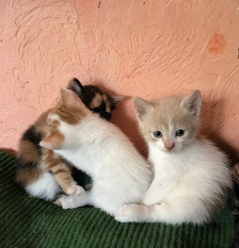 Отдаю деток в добрые и любящие руки