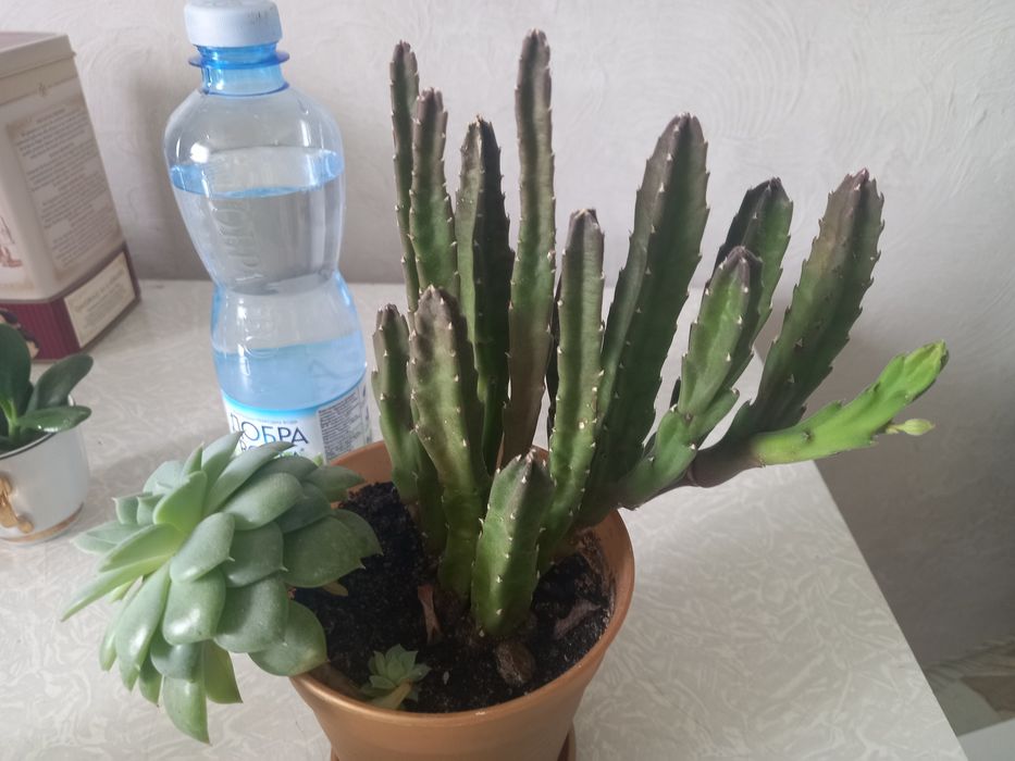 стапелія , сукулент , жасмін