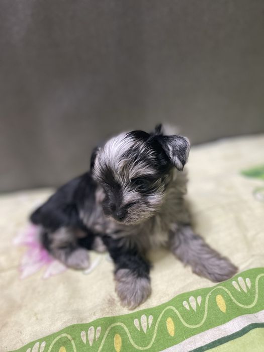 Продамо цуценят міні йорк