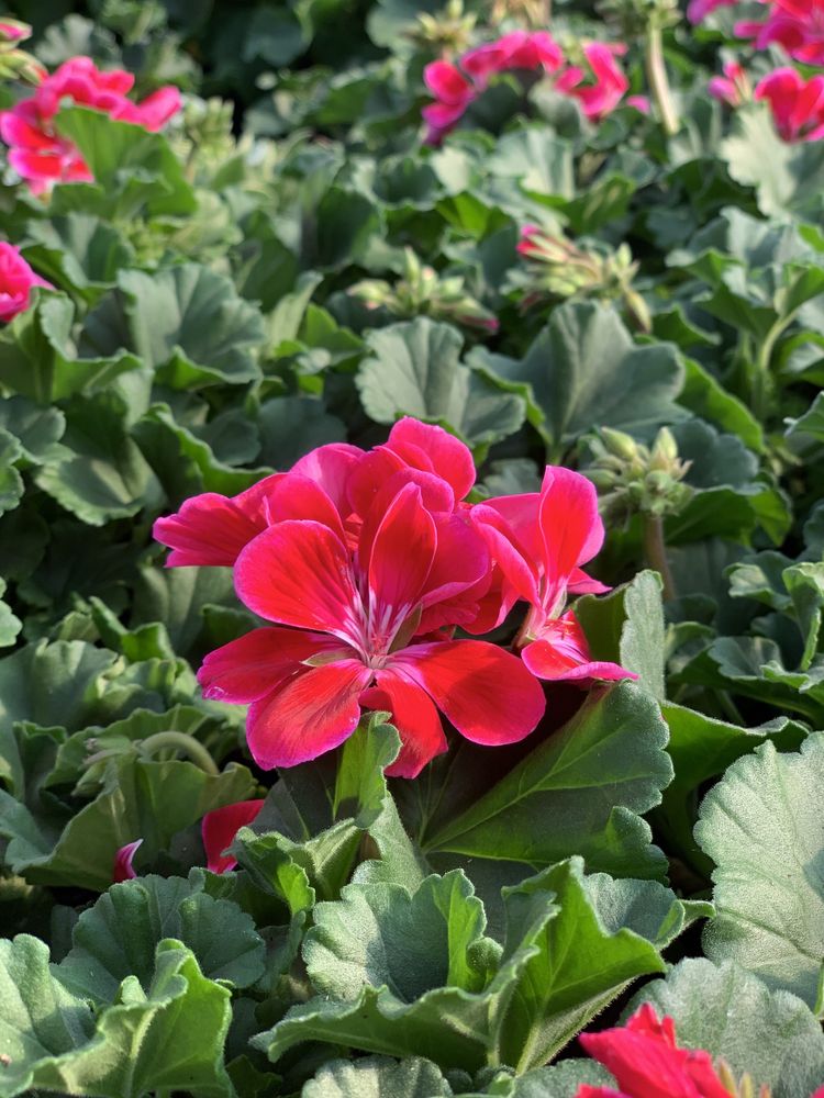 kwiaty supertunia vista surfinia pelargonia