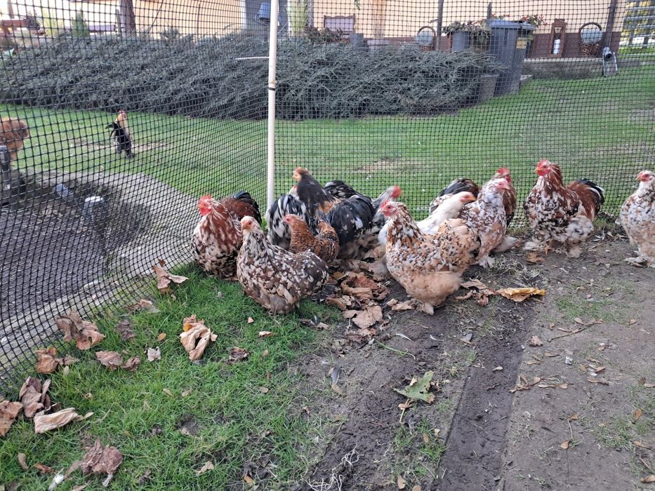 Kochinki miniaturowe porcelanowe