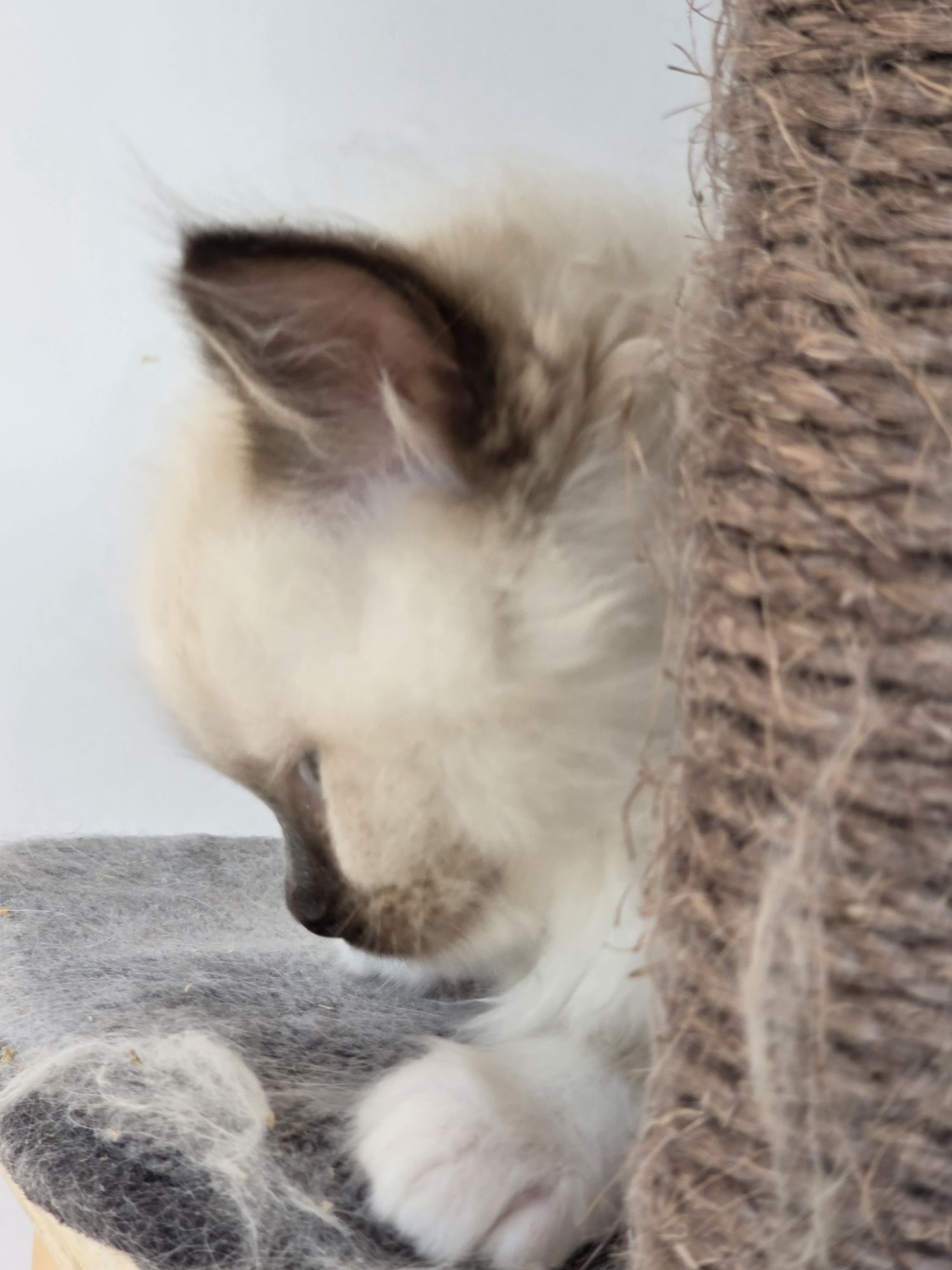 Kotka Ragdoll z rodowodem