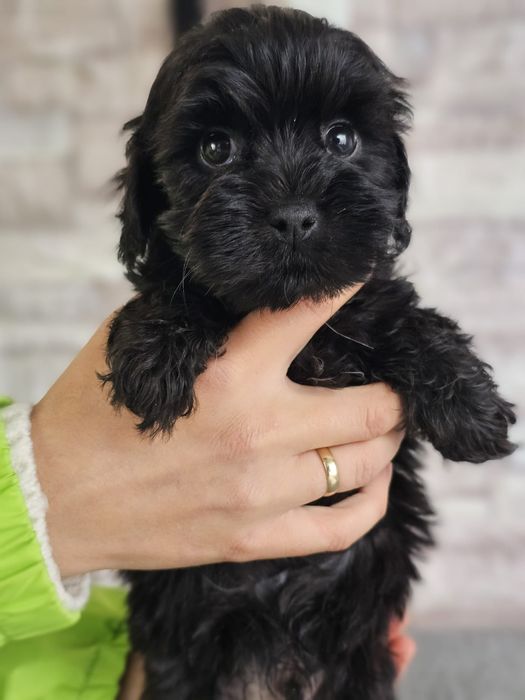 Maltipoo chłopiec , maltipoo F1 b ( maltańczyk pudel)