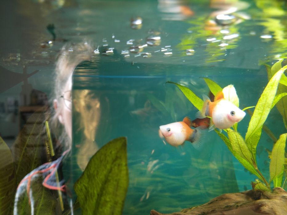 Oddam rybki - zmienniak plamisty. Rezerwacja