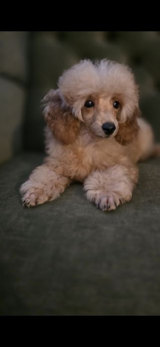 Pudel pudelki miniaturowe- chłopiec.