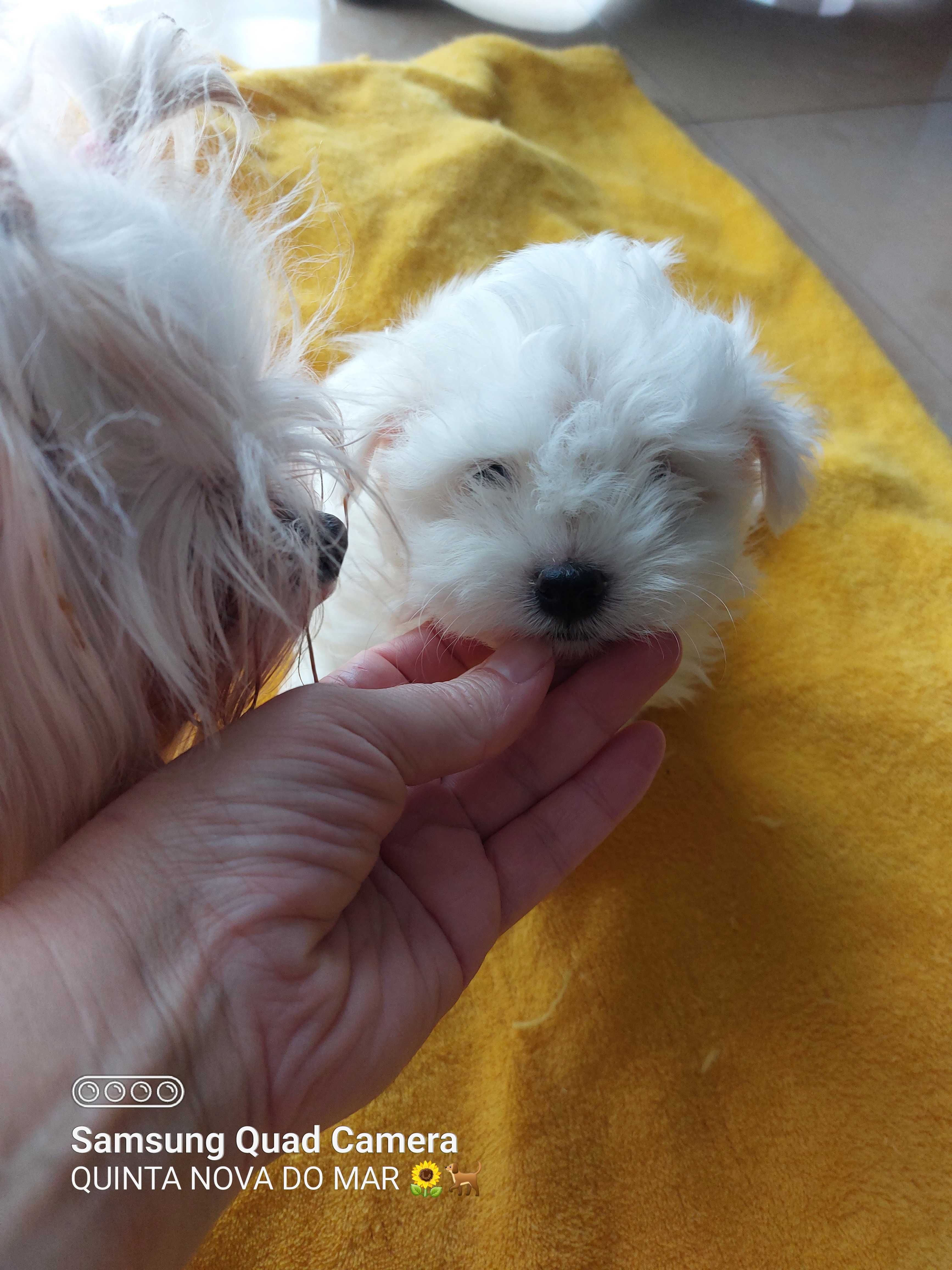 Bichon Maltês. Mini. Menino pronto para entrega.Perfeição!