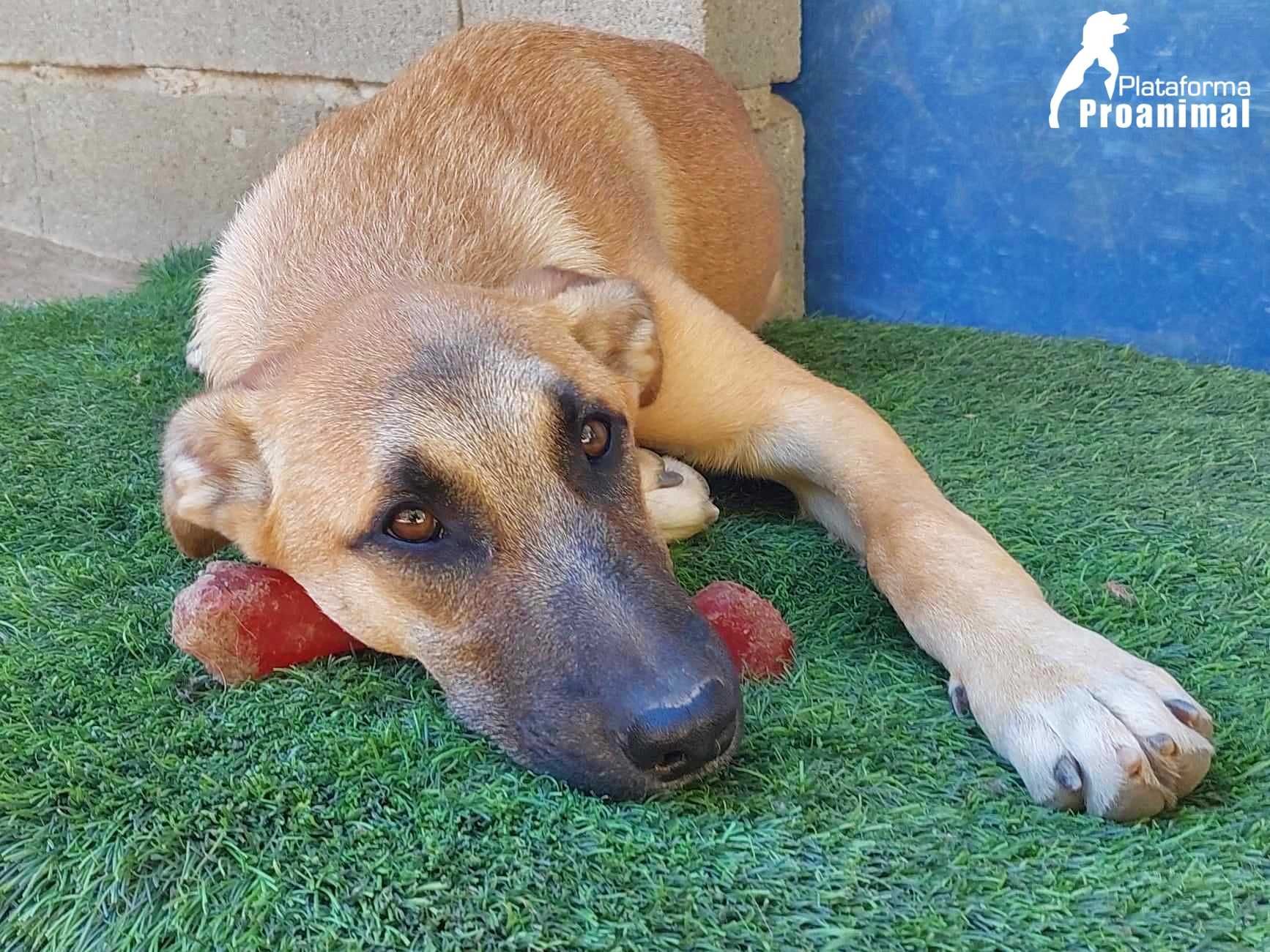 PAULO - Cãozinho jovem para Adoção