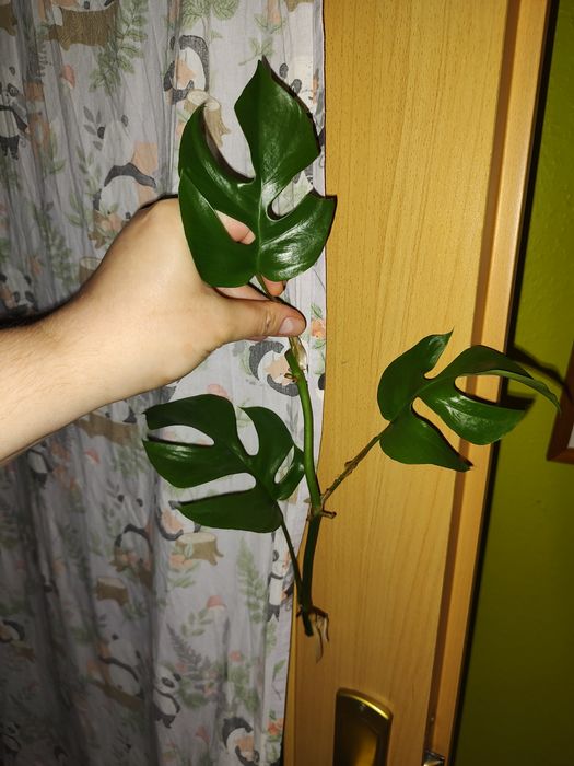 Zestaw roślin Syngonium Scindapsus Rhaphidophora Monstera r