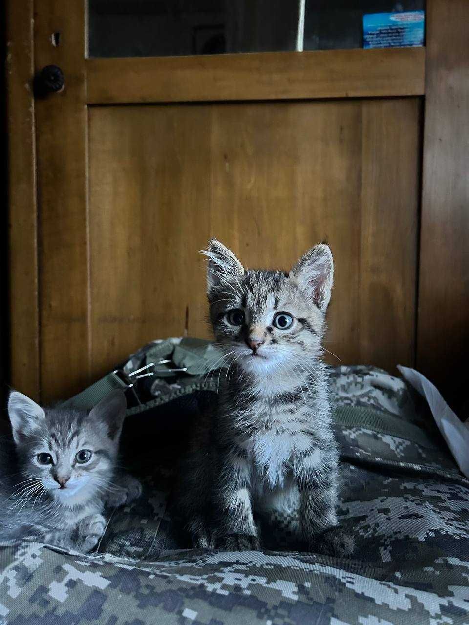 Отдам котят бесплатно (мальчик и девочка)