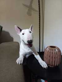 Bull Terrier Miniatura (Cachorro)